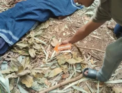 Penganiayaan Berujung Maut di Sumba Barat Daya, Satu Orang Tewas Saat Urusan Adat