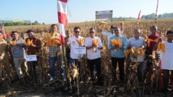 Gubernur Melki Laka Lena Panen Raya Jagung di SBD, Komitmen Perkuat Swasembada Pangan