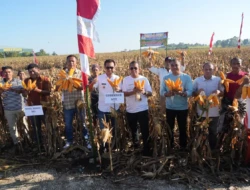 Gubernur Melki Laka Lena Panen Raya Jagung di SBD, Komitmen Perkuat Swasembada Pangan